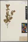 Foto von Salix aurita L.